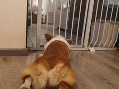 -浣熊柯尔鸭土拨鼠·电玩咖