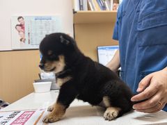 -瑞派康怡24h宠物医院·犬猫医疗中心·微创绝育(瑞景分院)