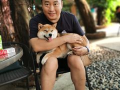 -柴犬高等学院·狗咖·柴犬售卖·宠物训练