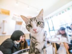 -猫的茶·猫咖