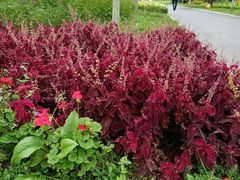 -长春公园(普阳街道)