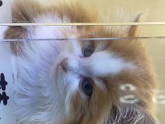 -小猫来了·猫舍(红山六九七九店)