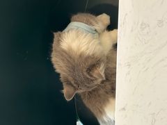 -飞行喵MR PILOT|猫舍·猫咖(静安大融城店)