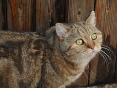 -喵屿·大理花园猫咖