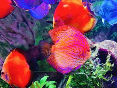 -上海海洋水族馆