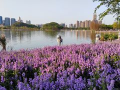-顺峰山公园