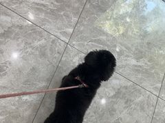 -瑞鹏宠物医院·骨外科·心肾科·肿瘤科(九亭店)