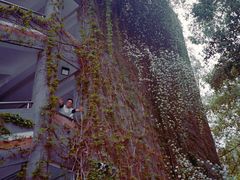 -成都七中(林荫校区)