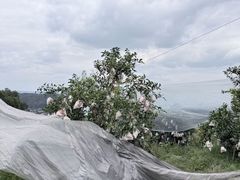 -樱桃山旅游景区