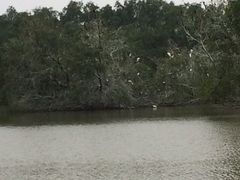 -大湾区中央湿地公园