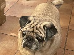 -Silly Dog Coffee(滨江店)