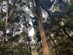 -凤栖山