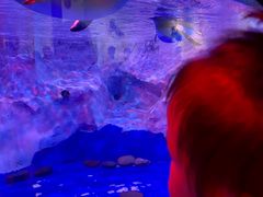 -芜湖新华联大白鲸海洋公园