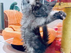 -babydoll猫舍·米努特·德文·缅因(久光中心店)