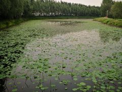 -白渔泡湿地公园