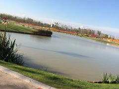 -荷兰花海