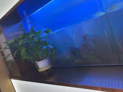 -老板恋上鱼(印象城店)