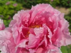 -曹州百花园
