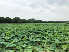 -荷塘月色湿地公园·向阳花洲