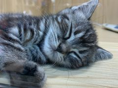 -屋虎猫馆(宝安大仟里店)