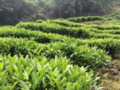 -春禾缘茶业(合生城邦四街坊店)