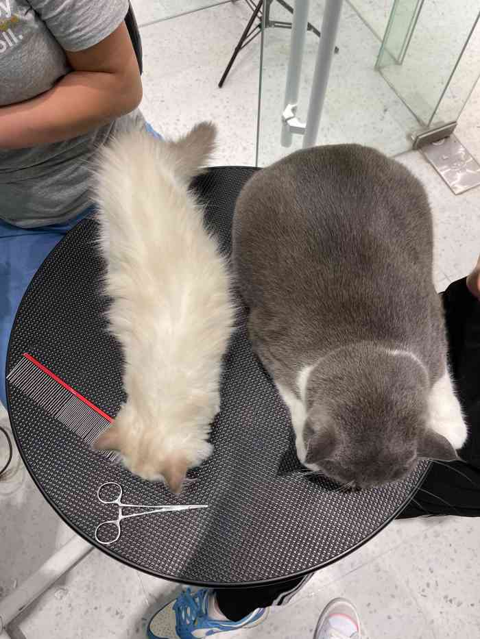 babydoll猫舍工作室(来福士店)-"【项目】洗澡带毛孩子回娘家洗猫生的