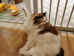 -猫腻·猫咖·撸猫馆(星光大道店)