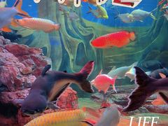 -上海海洋水族馆