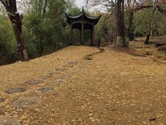 -千年银杏谷文化旅游区