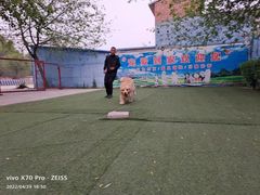 -宠物寄养训练学校