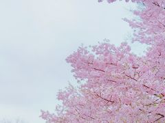 -顾村公园