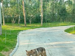 -北京野生动物园