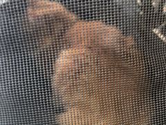 -瑞鹏宠物医院·宠保定点·心脏科·内科(御桥分院)