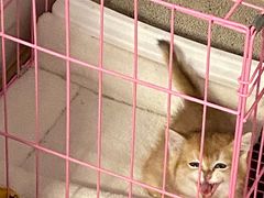 -中农国际动物医院24小时·猫科·骨科·急重症中心