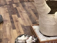 -袖虎·猫馆(体育西路店)