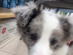 -佳雯宠物医院·皮肤科·内外科(春晓路分院)