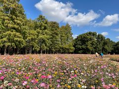 -上海共青森林公园