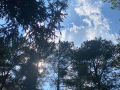 -重庆睡佛山森林公园