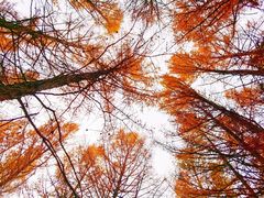 -塞罕坝国家级自然保护区