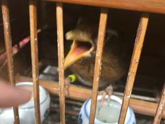 -万商花鸟市场