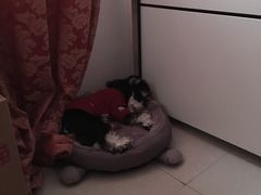 -1013 PET SHOP精品宠物商店(丁香店)