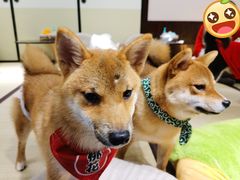 -逗柴咖啡屋·狗咖猫咖宠物桌游