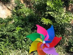 -猫咪博物馆(顶澳仔猫街店)