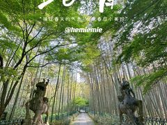 -云栖竹径