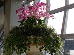 -曼谷素万那普国际机场