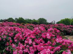 -上海辰山植物园