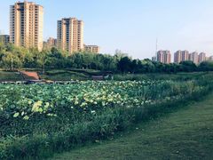 -四里河滨水生态公园