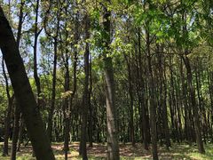-上海滨江森林公园