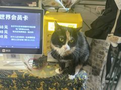 -平行世界·猫咖(首经贸店)