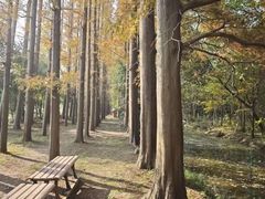 -上海长兴岛郊野公园